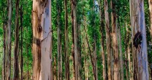 Orangutans self-medicate and discuss the past. Smart, that forest trees conservation