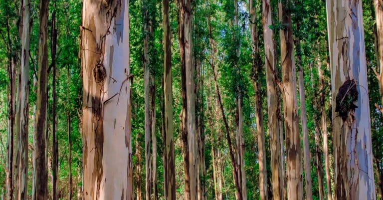 Combating age-old beliefs can help save bears in Asia forest trees conservation