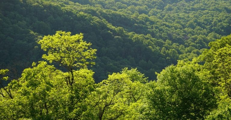 forest trees conservation