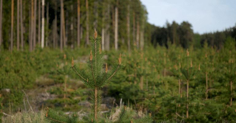 forest trees conservation