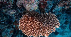 ocean conservation marine life