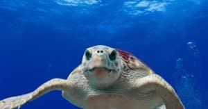 ocean conservation marine life