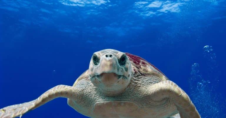 Even small-scale fisheries can destroy marine ecosystems ocean conservation marine life