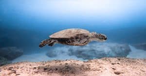 Climate change is making ocean waves stronger ocean conservation marine life