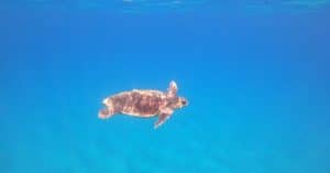 If coral reefs go, so will much of marine biodiversity ocean conservation marine life