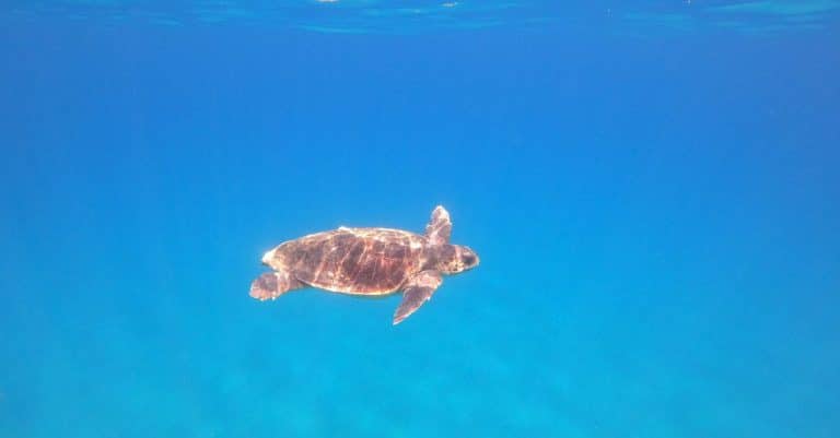 ocean conservation marine life