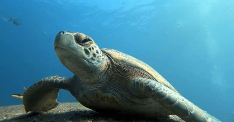The Atlantic ocean has been swamped by microplastics ocean conservation marine life