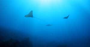 Marine heatwaves spell trouble for tropical reef fish ocean conservation marine life
