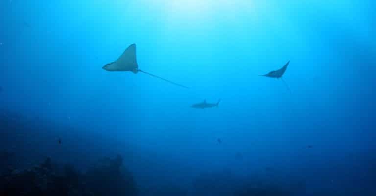 Marine heatwaves spell trouble for tropical reef fish ocean conservation marine life