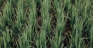 sustainable agriculture farm field