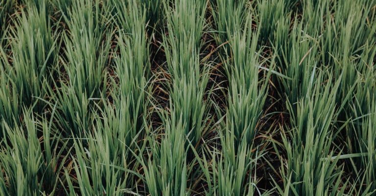 Is it time we turned our backs on dairy products? sustainable agriculture farm field