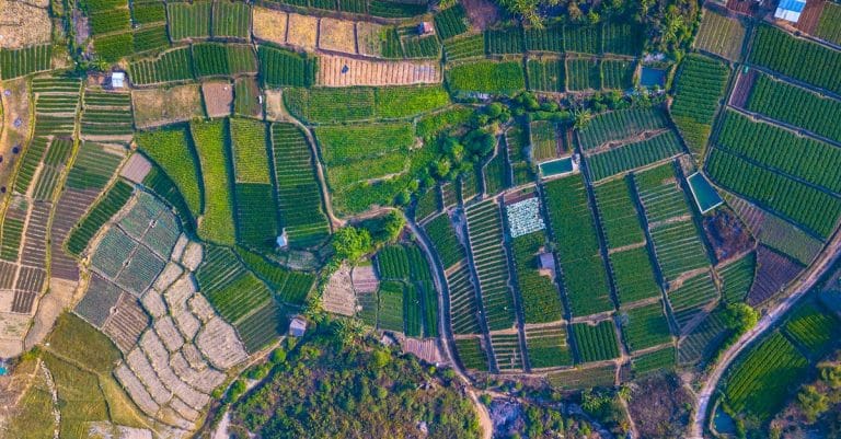 The curse of palm oil: tropical forests are disappearing sustainable agriculture farm field