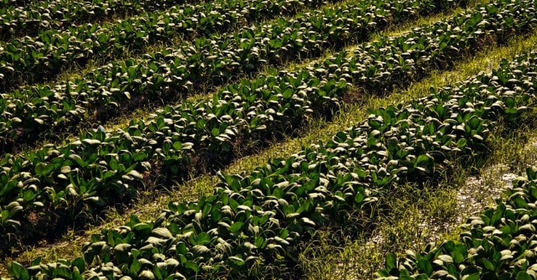 New wheat cultivars could feed more people more sustainably sustainable agriculture farm field