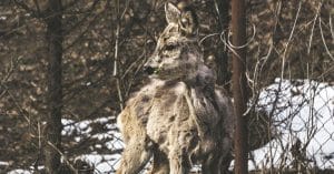 wildlife biodiversity nature