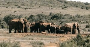 wildlife biodiversity nature