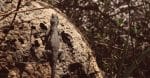 wildlife biodiversity nature