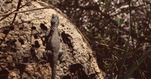 wildlife biodiversity nature