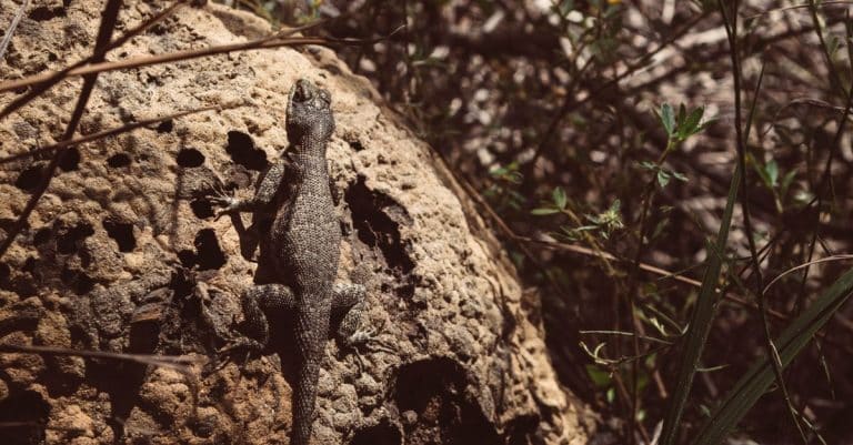 wildlife biodiversity nature