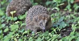 wildlife biodiversity nature