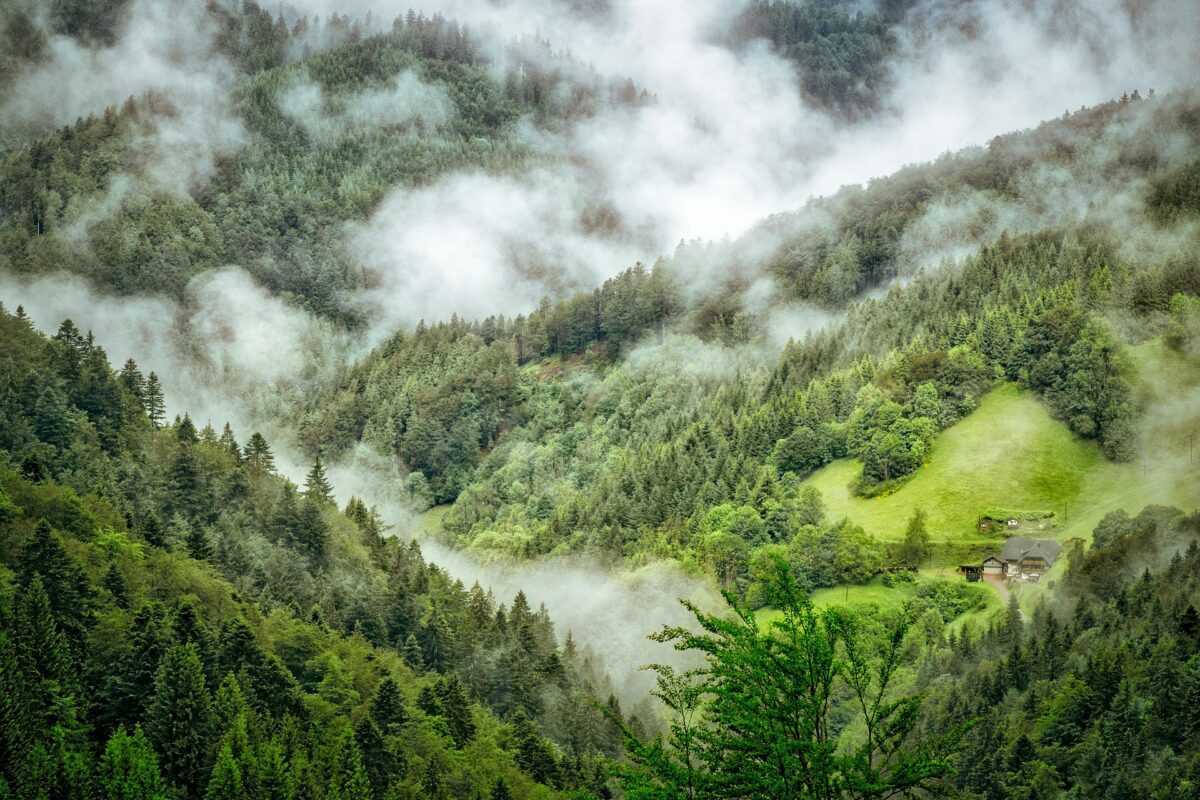 How Climate Change Is Affecting Trees and Forests Around the World