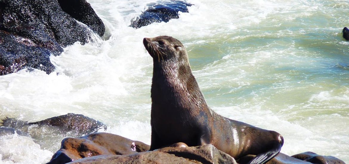 Plastic nets harm seals in Africa, but volunteers do their best to help