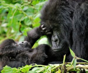 Protecting mountain gorillas in the Congo is no child’s play