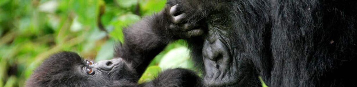 Protecting mountain gorillas in the Congo is no child’s play