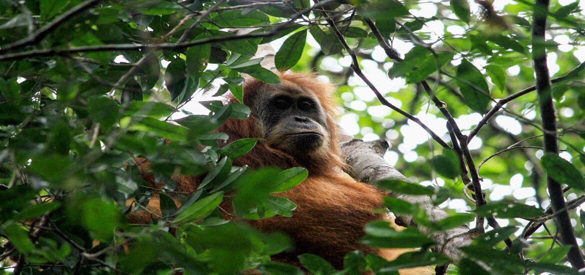 Rare orangutans are losing even their last remaining forests