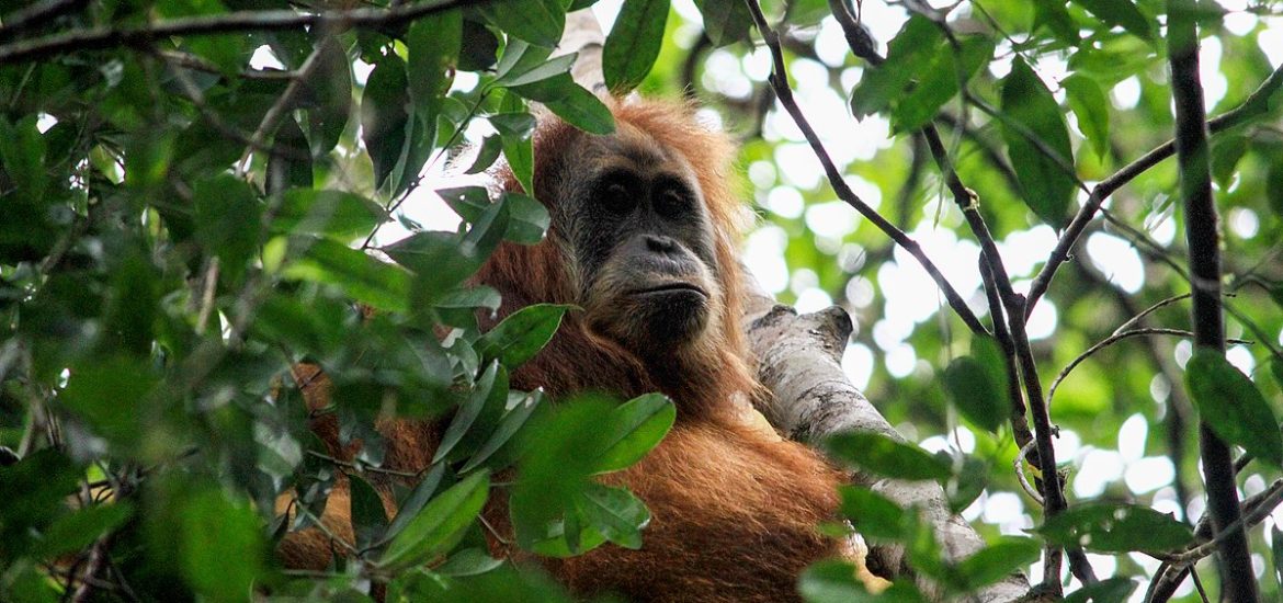 Rare orangutans are losing even their last remaining forests