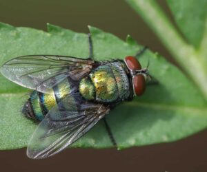 Fly infertility shows we’re underestimating how badly climate change harms animals