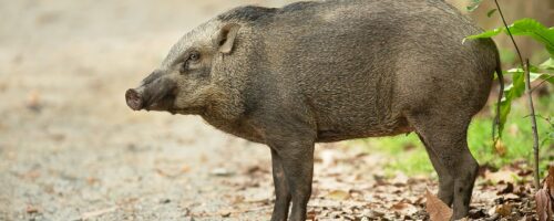 Wild boars aren’t just pests. They help tropical forests