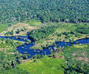Cattle ranching is destroying the rainforest – what the EU can do about it