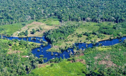 Cattle ranching is destroying the rainforest – what the EU can do about it