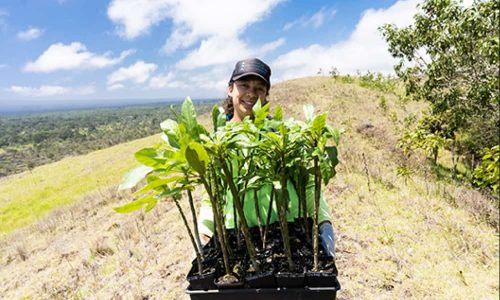 Hawaiian plant, thought extinct, now thrives at secret site