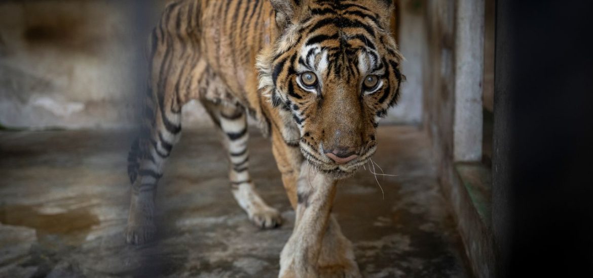 An NGO saves 15 big cats from certain death at a tiger farm in Thailand