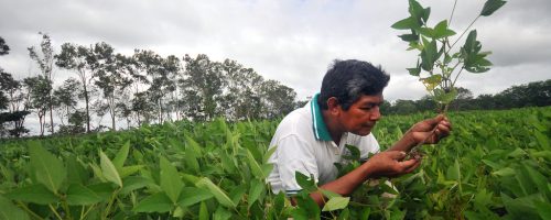 By reducing air pollution we can boost crop yields