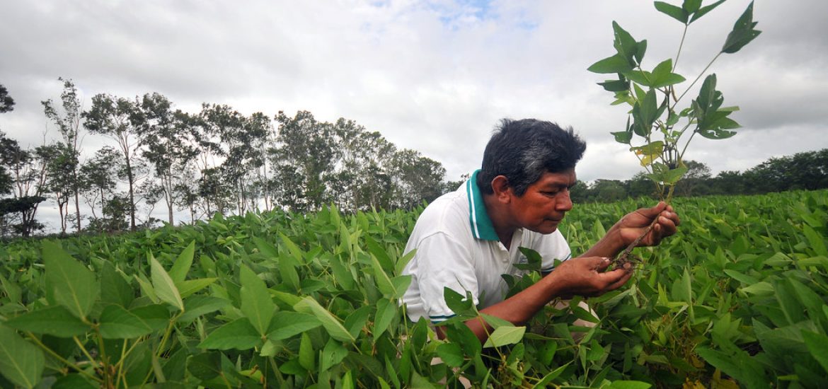 By reducing air pollution we can boost crop yields