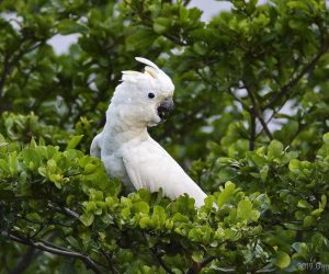 Wild cockatoos are pretty darn smart, scientists find