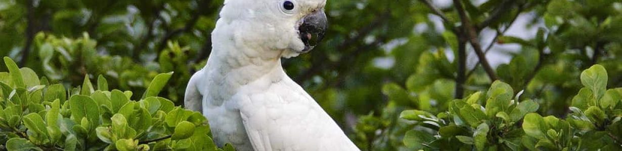 Wild cockatoos are pretty darn smart, scientists find