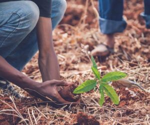Scaling up reforestation can help us manage climate change