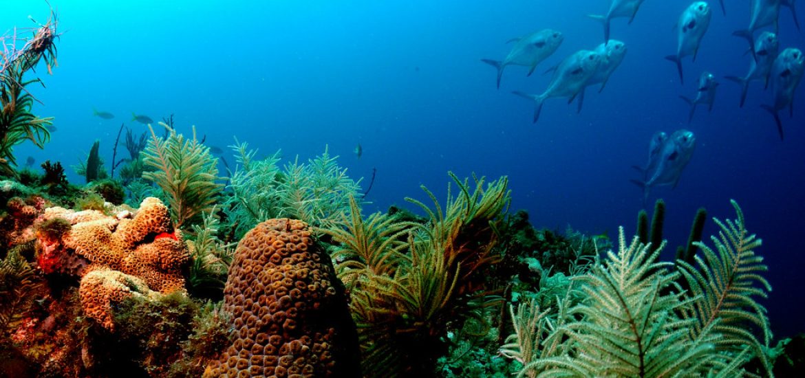 To save coral reefs, we’ll need to cut global emissions fast