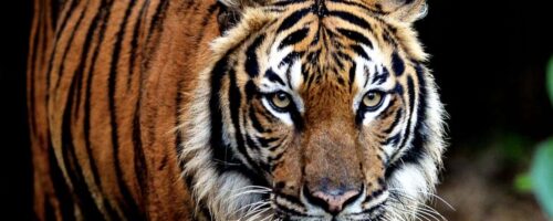 Saving Malaysia’s last wild tigers is an uphill struggle