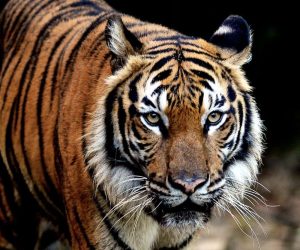 Saving Malaysia’s last wild tigers is an uphill struggle