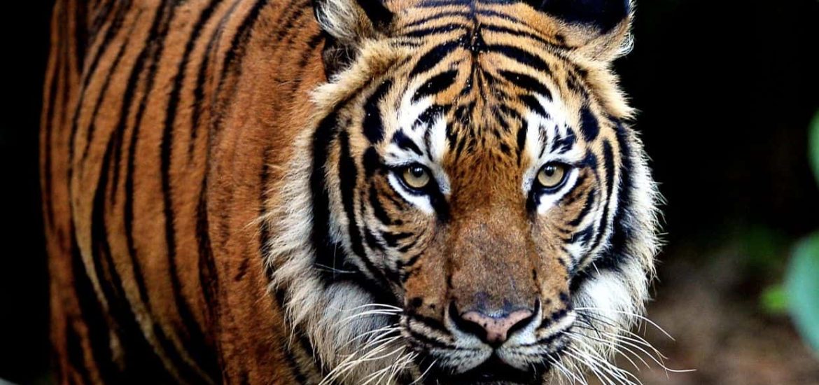 New Video: Saving the Last Tigers of Asia, News