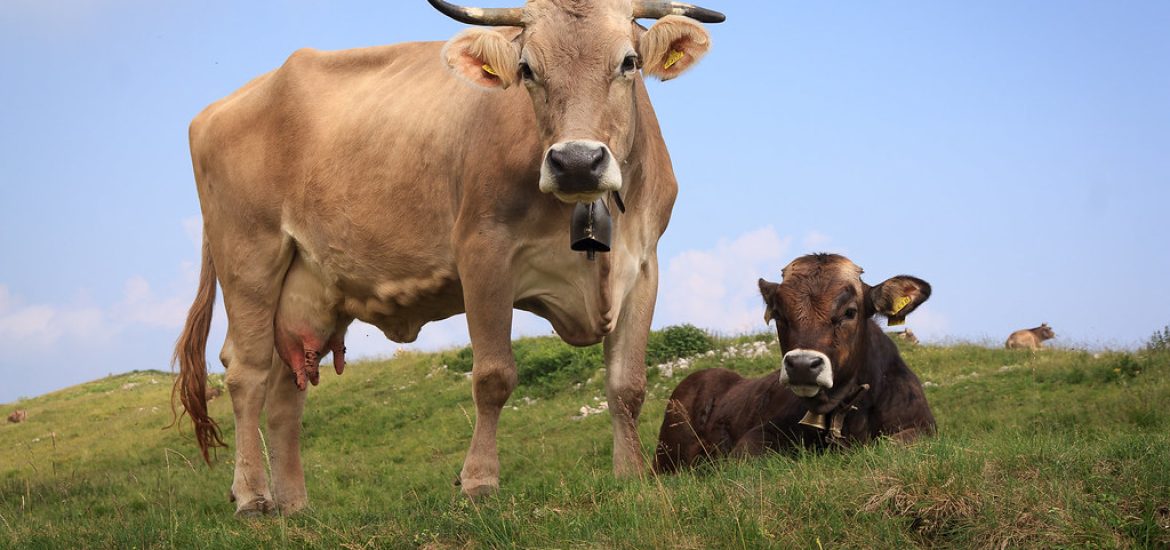 A small change in the diet of cattle can greatly reduce methane emissions