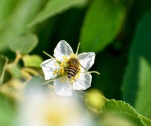 A diversity of flowering plants is key to bees and bumblebees