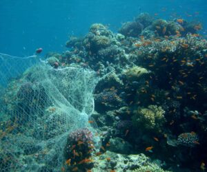 Discarded fishing nets are a menace to corals and marine life