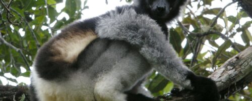 Saving Madagascar’s critically endangered singing lemurs