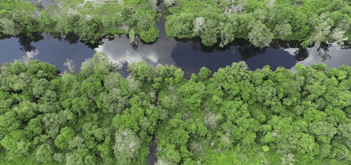 A peatland restoration project in Indonesia could set a global example