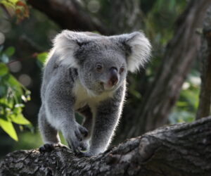 A new 3D genome will aid efforts to defend koalas